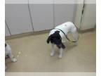 Rat Terrier Mix DOG FOR ADOPTION RGADN-1254420 - *PETE - Rat Terrier / Mixed