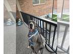 Great Dane DOG FOR ADOPTION RGADN-1254424 - LOLA - Great Dane (medium coat) Dog