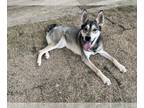 German Shepherd Dog-Siberian Husky Mix DOG FOR ADOPTION RGADN-1254427 - SUMMER -