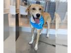 Labbe DOG FOR ADOPTION RGADN-1254437 - KARL - Beagle / Labrador Retriever /