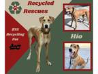 Great Dane DOG FOR ADOPTION RGADN-1254445 - Hio (Recycle) - Great Dane (short