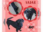 Dachshund-Spaniel Mix DOG FOR ADOPTION RGADN-1254454 - Vadar - Dachshund /