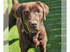 Labrador Retriever DOG FOR ADOPTION RGADN-1254464 - Timber - Adopted!