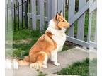 Collie DOG FOR ADOPTION RGADN-1254490 - Lady - Collie (medium coat) Dog For