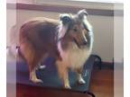 Collie DOG FOR ADOPTION RGADN-1254491 - Finnegan - Collie Dog For Adoption
