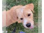 Labrador Retriever Mix DOG FOR ADOPTION RGADN-1254492 - Beau - Terrier /