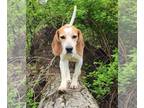 Beagle Mix DOG FOR ADOPTION RGADN-1254507 - Larry Louie - Beagle / Mixed (short