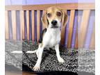 Beagle DOG FOR ADOPTION RGADN-1254508 - **FARGO** - Beagle (short coat) Dog For