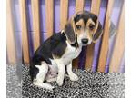 Beagle DOG FOR ADOPTION RGADN-1254512 - **FINLEY** - Beagle (short coat) Dog For
