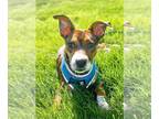 Beagle Mix DOG FOR ADOPTION RGADN-1254514 - Sam - Terrier / Beagle / Mixed