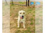 Carolina Dog Mix DOG FOR ADOPTION RGADN-1254516 - LYNX - Carolina Dog / Mixed