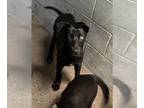 Labrador Retriever Mix DOG FOR ADOPTION RGADN-1254534 - MAXIMILLIAN - Labrador