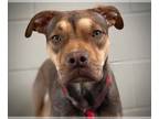 Bullboxer Pit DOG FOR ADOPTION RGADN-1254550 - WHISK - Boxer / Pit Bull Terrier