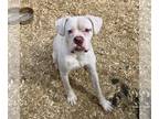Boxer DOG FOR ADOPTION RGADN-1254574 - Goober - Boxer Dog For Adoption