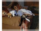 Dogo Argentino-Labrador Retriever Mix DOG FOR ADOPTION RGADN-1254575 - Dottie -