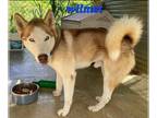 Huskies Mix DOG FOR ADOPTION RGADN-1254576 - Wilmer - Husky / Terrier / Mixed