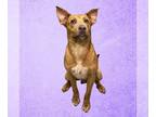 Shepradors DOG FOR ADOPTION RGADN-1254623 - CHARLIE BROWN - Labrador Retriever /