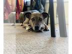 American Pit Bull Terrier-Huskies Mix DOG FOR ADOPTION RGADN-1254636 - Archer -