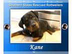 Rottweiler DOG FOR ADOPTION RGADN-1254637 - Kane - Rottweiler (short coat) Dog