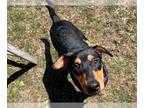 Black and Tan Coonhound DOG FOR ADOPTION RGADN-1254641 - DEWY - Black and Tan