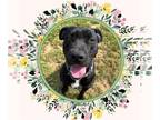 American Pit Bull Terrier DOG FOR ADOPTION RGADN-1254653 - KIRK - Pit Bull