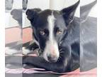 Border Collie DOG FOR ADOPTION RGADN-1254660 - Elliot - Border Collie Dog For