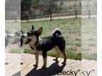 Huskies -Pomeranian Mix DOG FOR ADOPTION RGADN-1254672 - Becky - Husky /