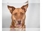 Labrador Retriever Mix DOG FOR ADOPTION RGADN-1254677 - LUNA - Labrador