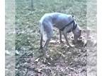 Dogo Argentino DOG FOR ADOPTION RGADN-1254686 - ELAINA - Dogo Argentino (medium