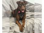 Labrador Retriever Mix DOG FOR ADOPTION RGADN-1254689 - *STELLA - Labrador