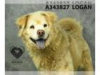 Chow Chow DOG FOR ADOPTION RGADN-1254693 - LOGAN - Chow Chow (medium coat) Dog