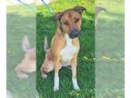 Bluetick Coonhound-German Shepherd Dog Mix DOG FOR ADOPTION RGADN-1254694 -
