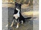 Australian Shepherd Mix DOG FOR ADOPTION RGADN-1254702 - 240458 Bogey - Shepherd
