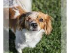 Cavalier King Charles Spaniel Mix DOG FOR ADOPTION RGADN-1254721 - Darcy -
