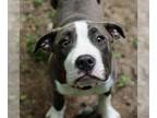 American Pit Bull Terrier Mix DOG FOR ADOPTION RGADN-1254735 - Sadie - Pit Bull