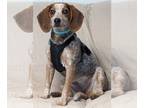 Beagle DOG FOR ADOPTION RGADN-1254742 - Piper - Beagle Dog For Adoption