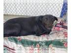Australian Cattle Dog-Labrador Retriever Mix DOG FOR ADOPTION RGADN-1254745 -