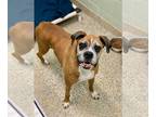 Boxer DOG FOR ADOPTION RGADN-1254757 - Viviane - Boxer Dog For Adoption