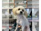 Goldendoodle (Miniature) DOG FOR ADOPTION RGADN-1254758 - Clifford - Poodle