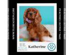 Cavalier King Charles Spaniel DOG FOR ADOPTION RGADN-1254759 - Katherine 042724