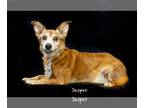 Pembroke Welsh Corgi Mix DOG FOR ADOPTION RGADN-1254762 - Jasper - Corgi / Mixed
