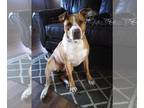 Staffordshire Bull Terrier Mix DOG FOR ADOPTION RGADN-1254775 - Karl -