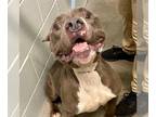 American Staffordshire Terrier Mix DOG FOR ADOPTION RGADN-1254783 - TOBY -
