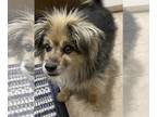 Pomeranian Mix DOG FOR ADOPTION RGADN-1254786 - Puff SC - Pomeranian / Mixed Dog