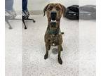 Daniff DOG FOR ADOPTION RGADN-1254796 - *MILBURN PENNYBAGS - Mastiff / Great