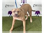 American Pit Bull Terrier Mix DOG FOR ADOPTION RGADN-1254800 - NYLA - Pit Bull