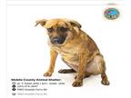 Beagle Mix DOG FOR ADOPTION RGADN-1254802 - SIMBA - Beagle / Mixed (medium coat)