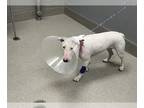 Bull Terrier Mix DOG FOR ADOPTION RGADN-1254807 - *ESMERALDA - Bull Terrier /