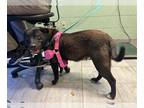 Labrador Retriever Mix DOG FOR ADOPTION RGADN-1254811 - CLARA - Labrador