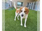 Beagle-English Foxhound Mix DOG FOR ADOPTION RGADN-1254819 - RICHMOND - English